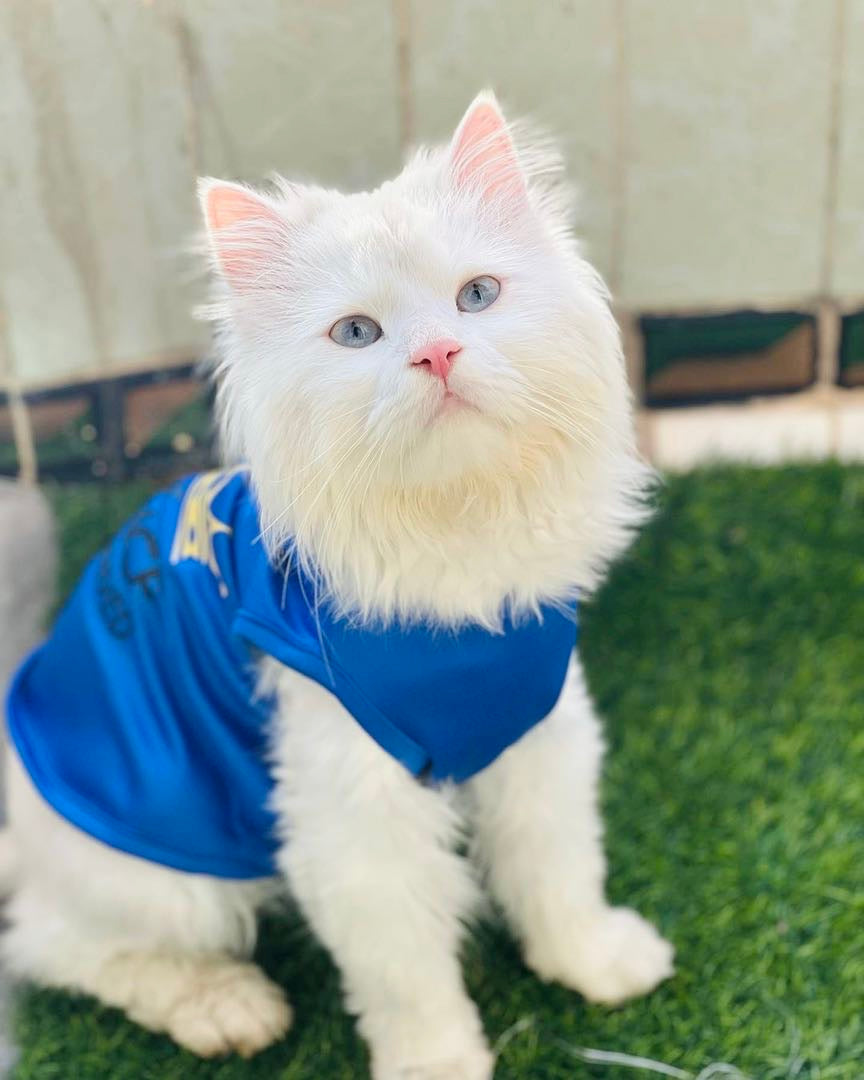 Prince has arrived pet shirt 👑