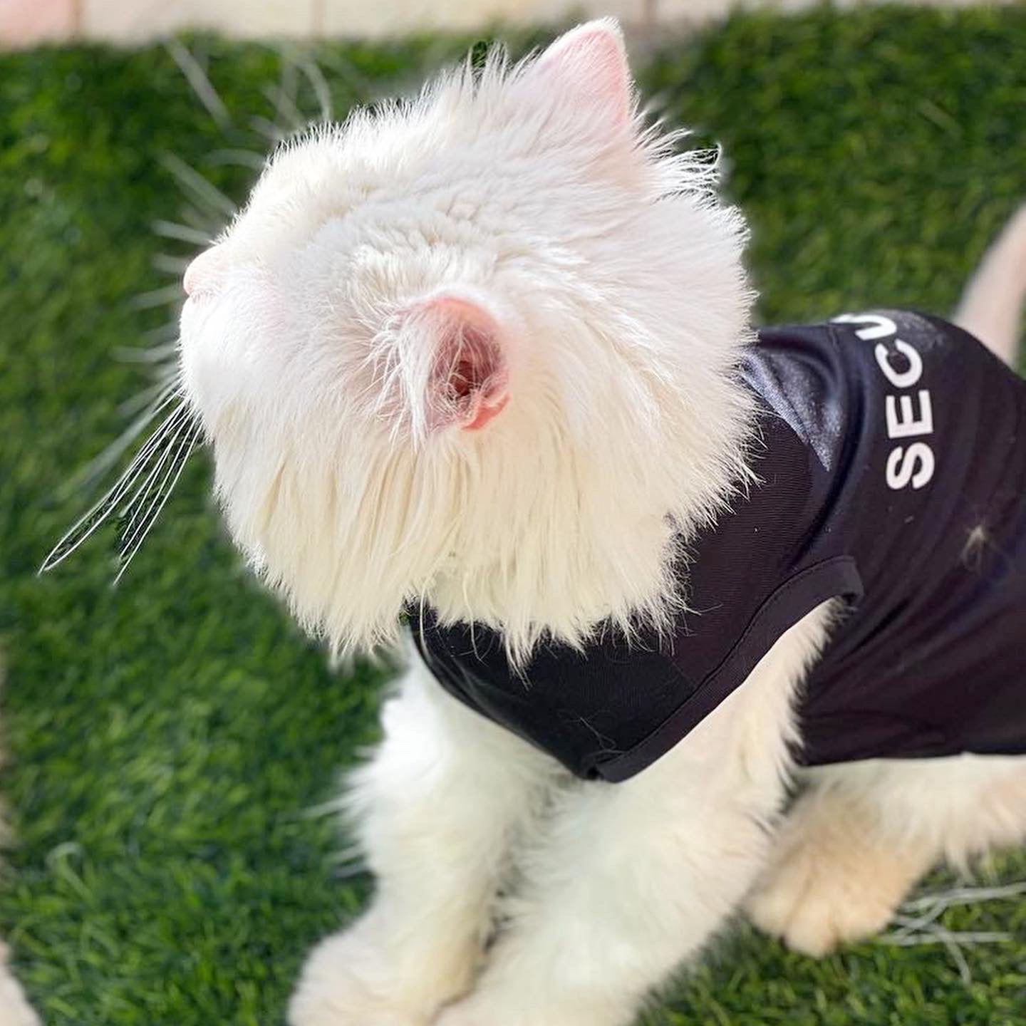 Security pet shirt - BLACK 🚔