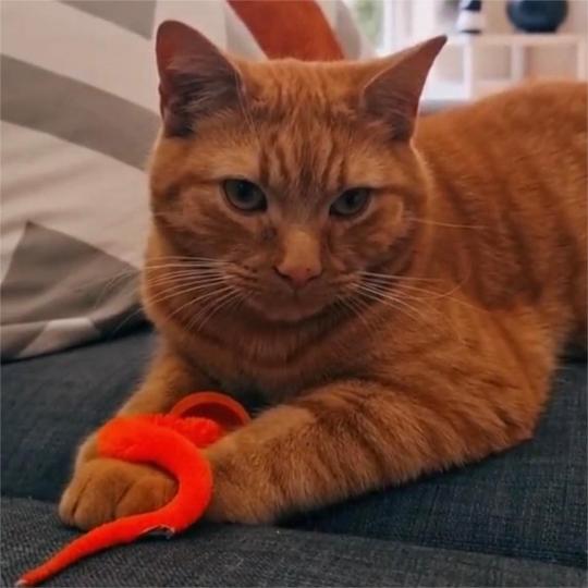 Jiggle Ball for Cat