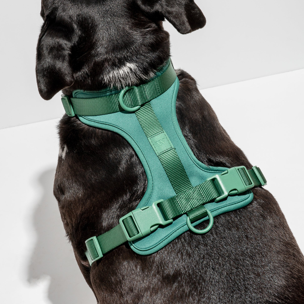 Wild One Dog Harness
