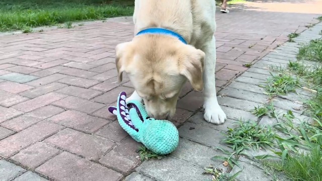 Squeaky Dog Toys for Large Dogs: Plush Dog Toys with Soft Fabric for Small. Medium. and Large Pets - Octopus Stuffed Dog Toys for Indoor Play