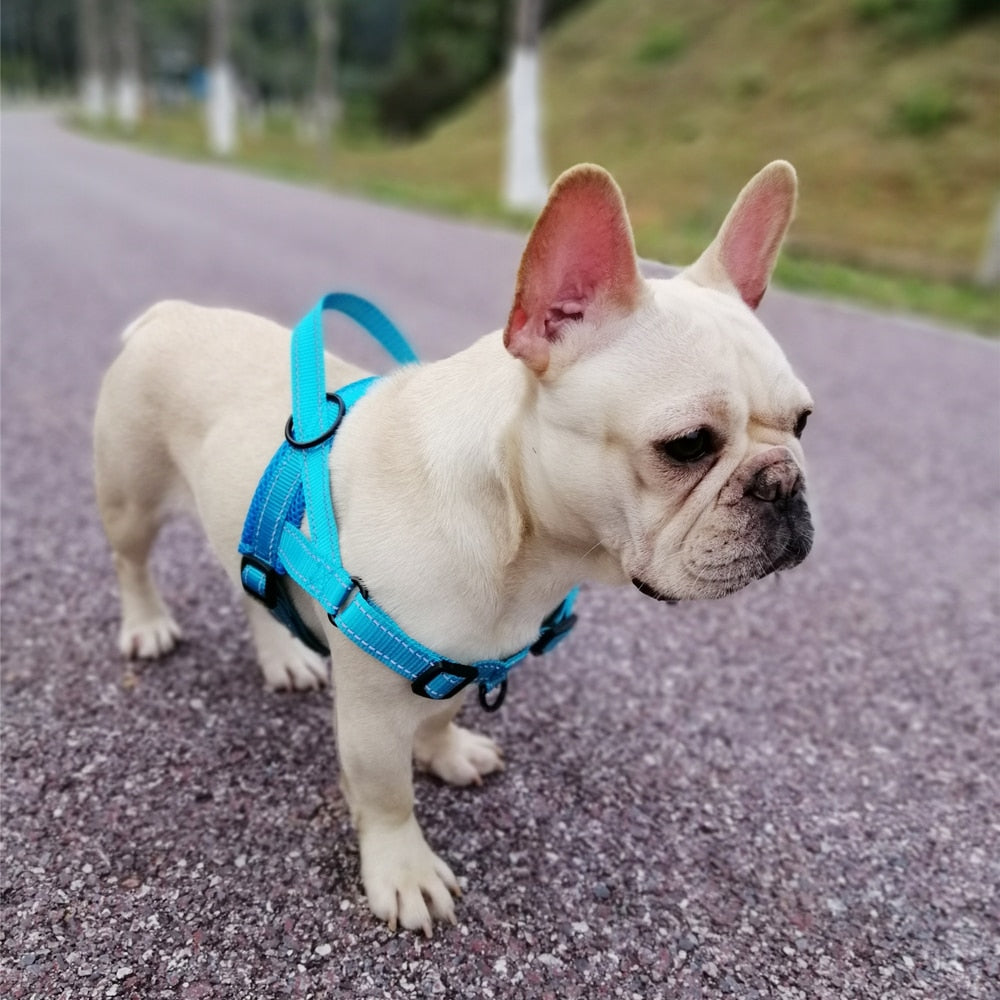 Nylon Dog Harness