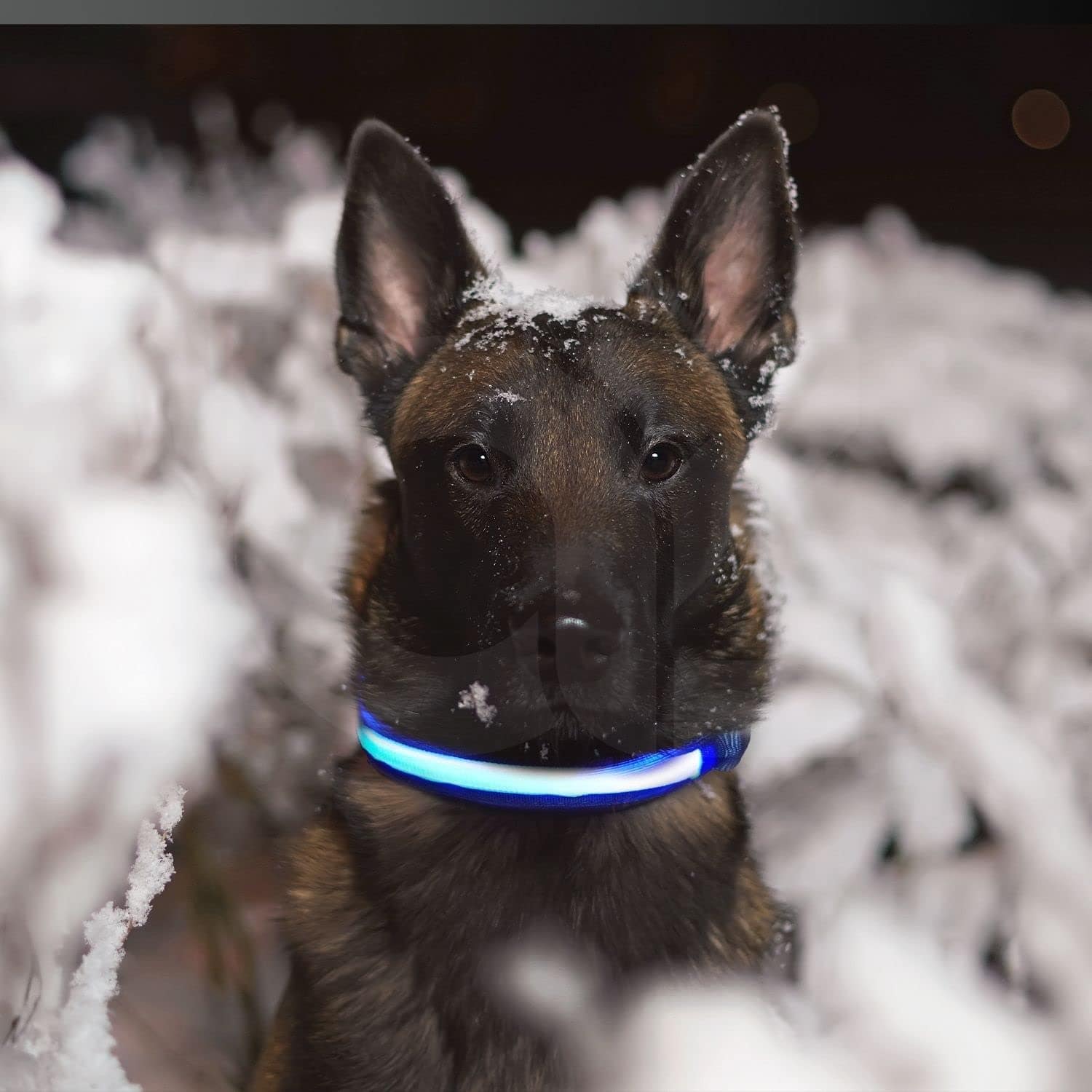 Solar USB Rechargable LED Dog Collar (L Blue)