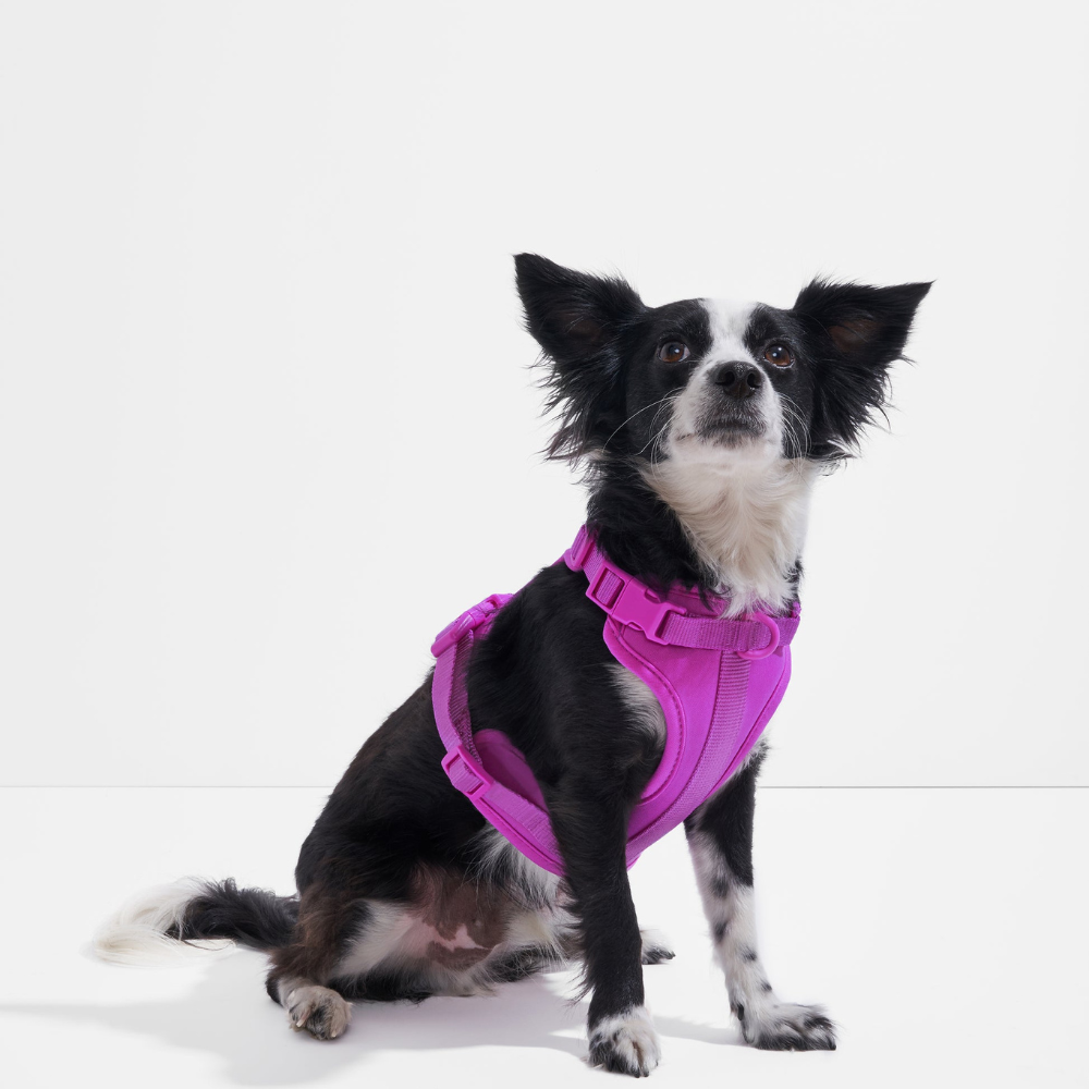 Wild One Dog Harness