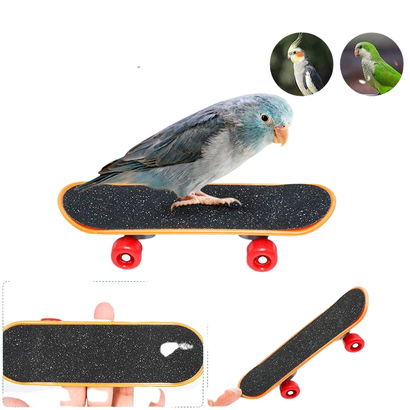 Bird Training Toy Accessories