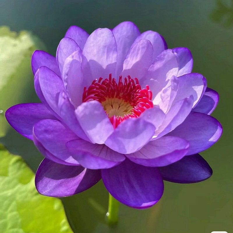 🔥Last Day 75% OFF💐The Sacred Bonsai Bowl Lotus Flower (7 days germination)