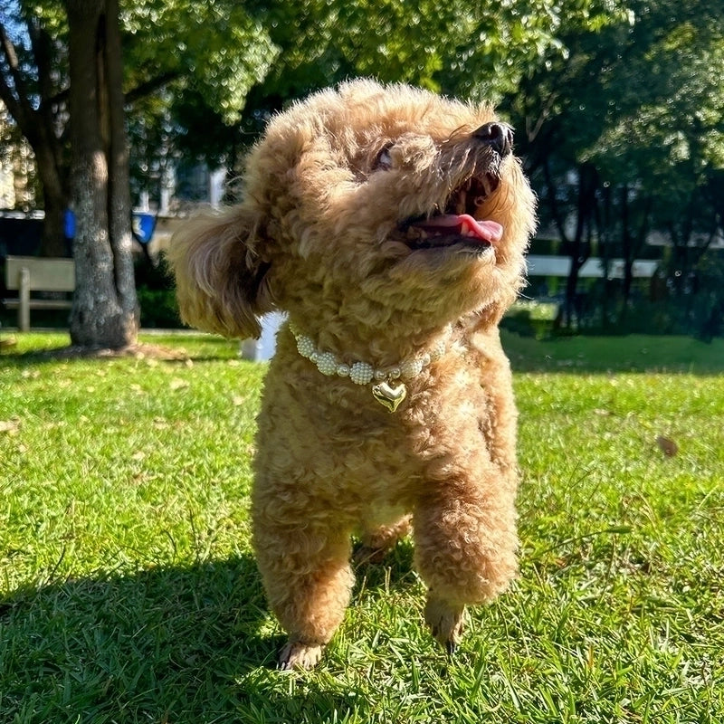 Minimalist Commute Imitation Pearl Heart Shape Pet Accessories