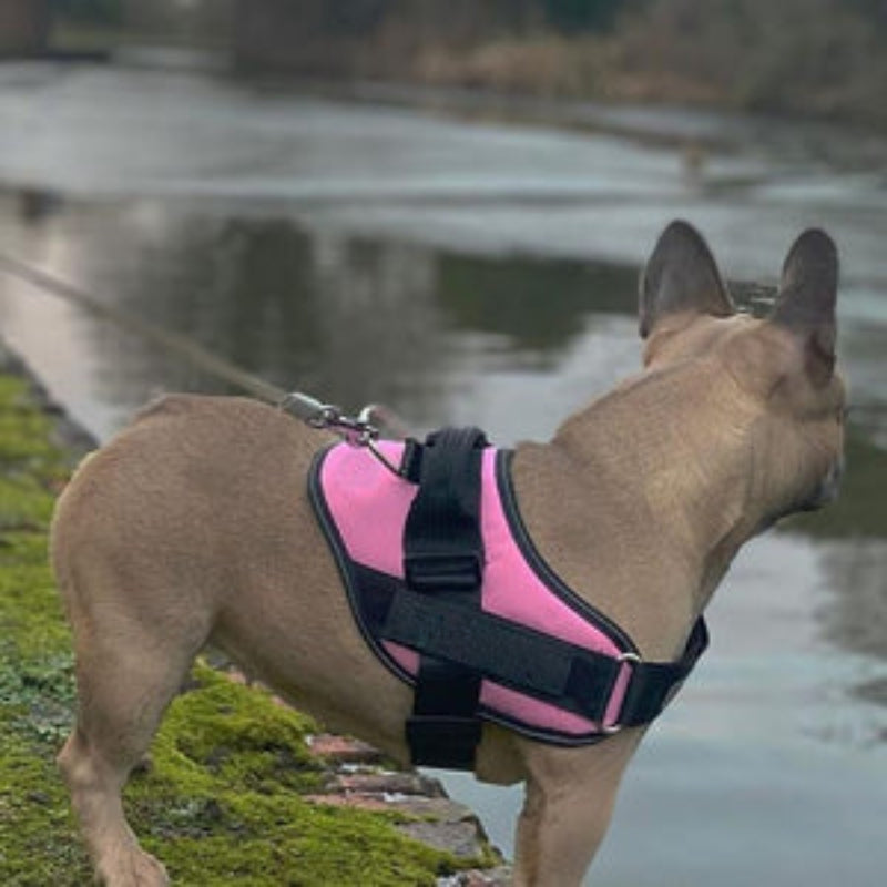 Personalised No Pull Dog Harness