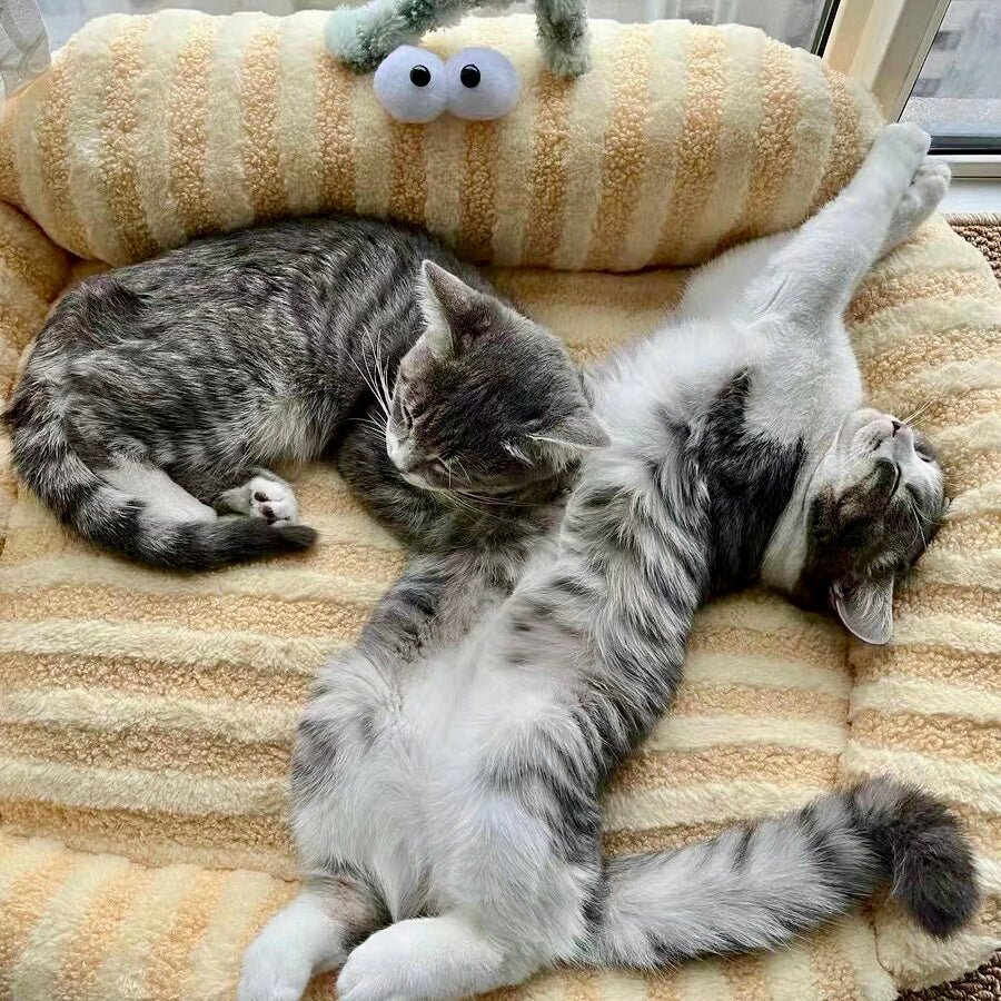 Big Eye Striped Dog Cat Bed