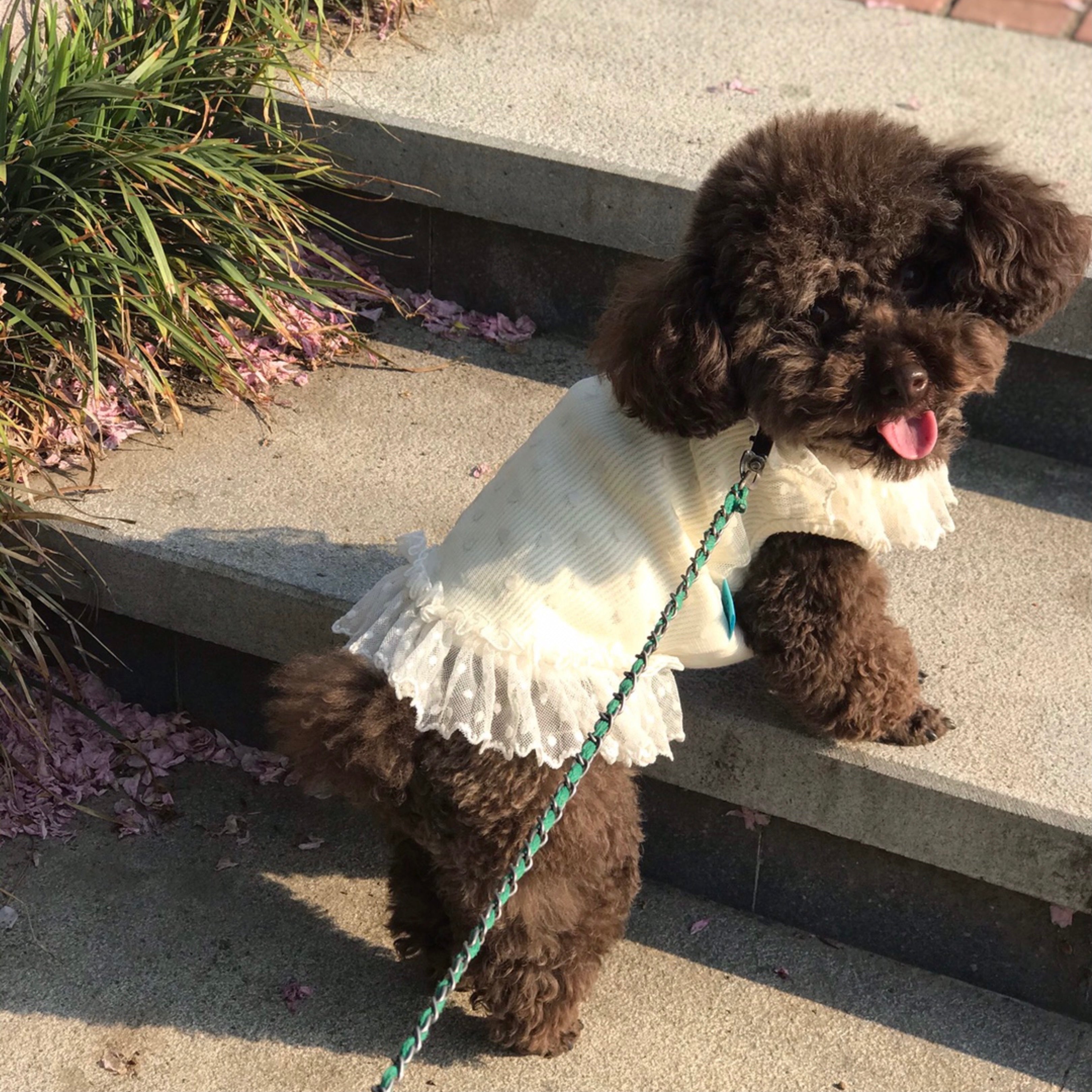 Heart Printed Lace Dog Cat Dress