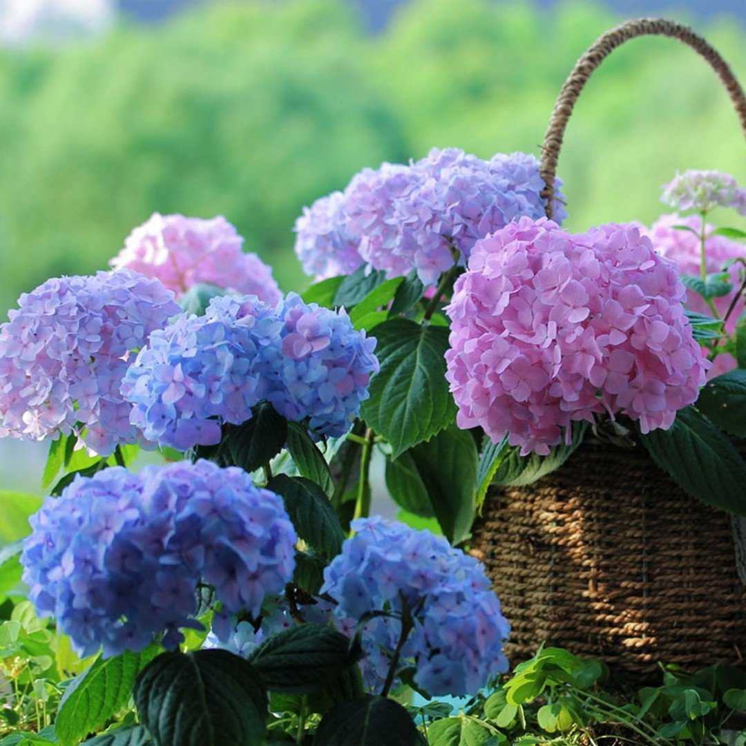 49% OFF--Outdoor Artificial Hydrangea Flowers💐