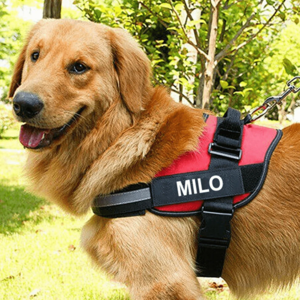 Personalized No Pull Harness