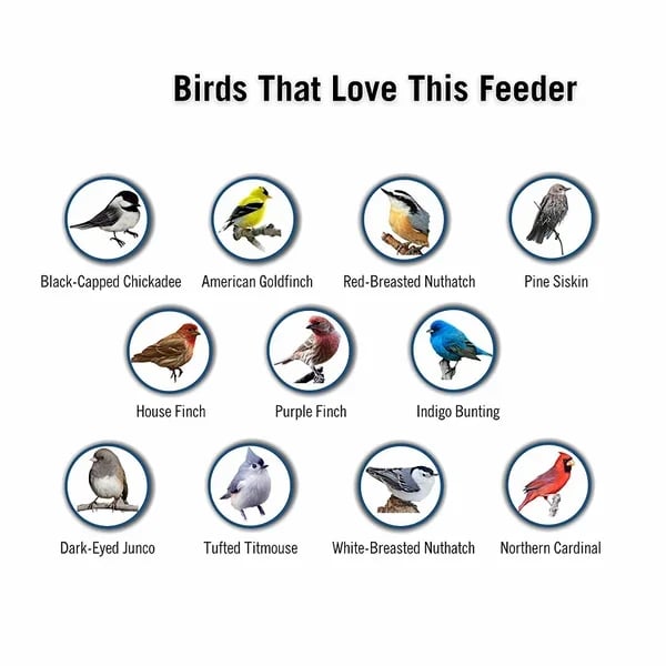 🔥  48% OFF🔥Squirrel-Proof Bird Feeder