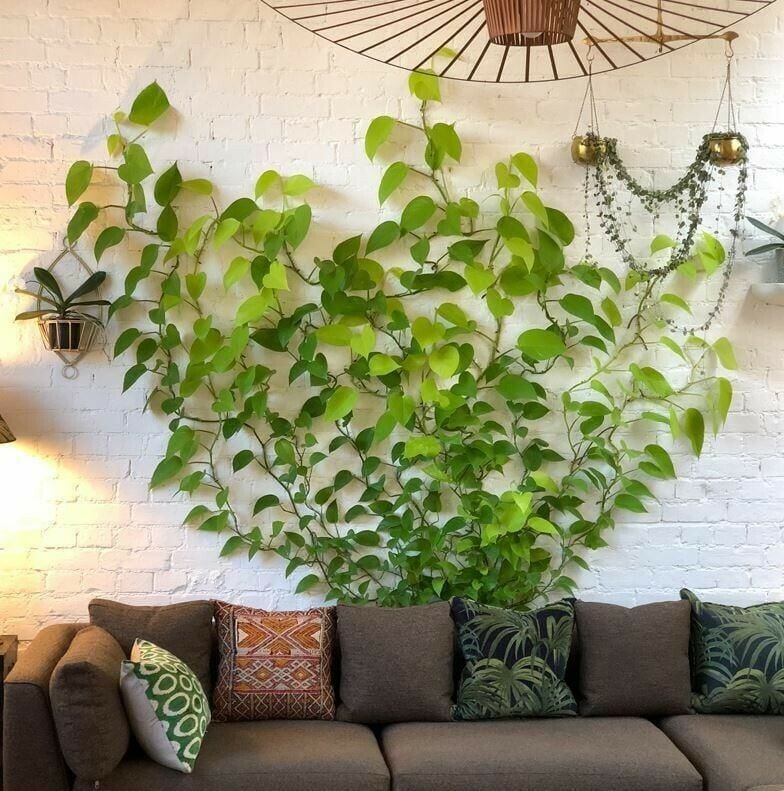 Plant Climbing Wall Fixture