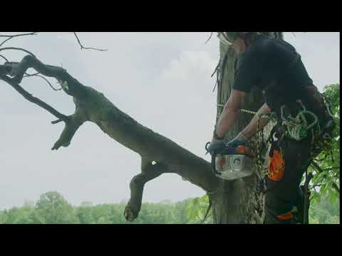 MS 194 T Top-Handle Chainsaw