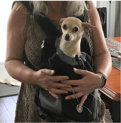 2022 Summer Dog Backpack