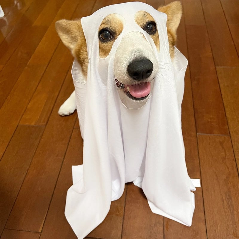 Funny Minimalist Polyester Halloween Solid Color Pet Clothing