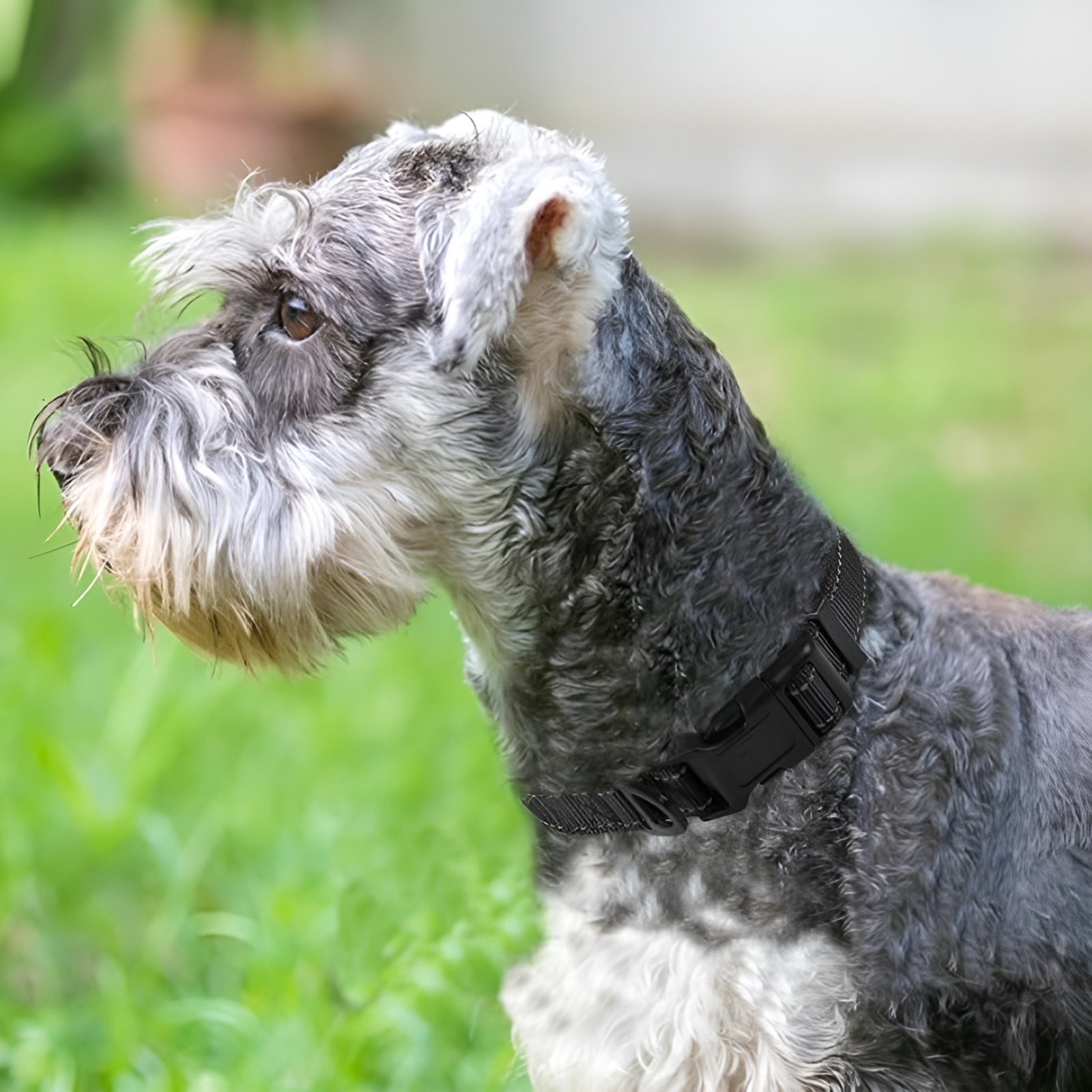 Neoprene Padded Nylon Reflective Dog Collar