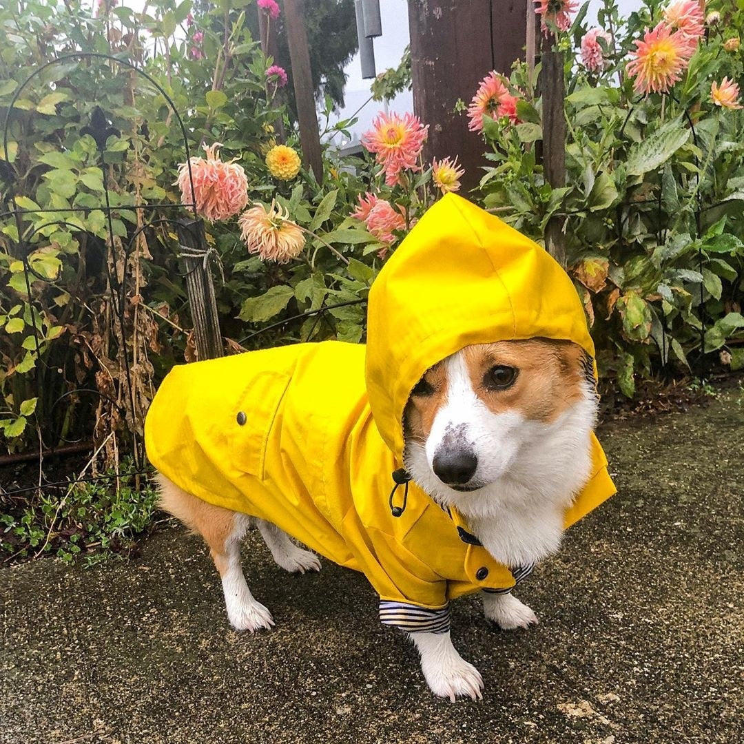 Waterproof Dog Windbreaker Jacket Raincoat