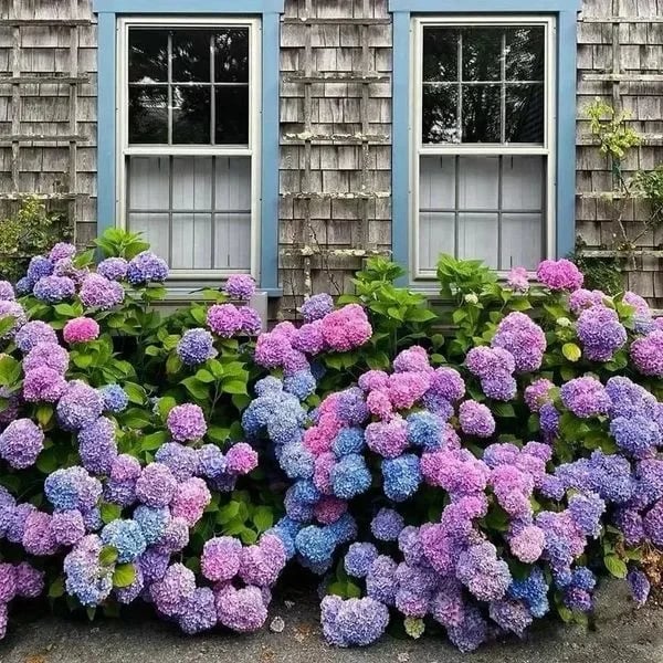 Outdoor Artificial Hydrangea Flowers💐