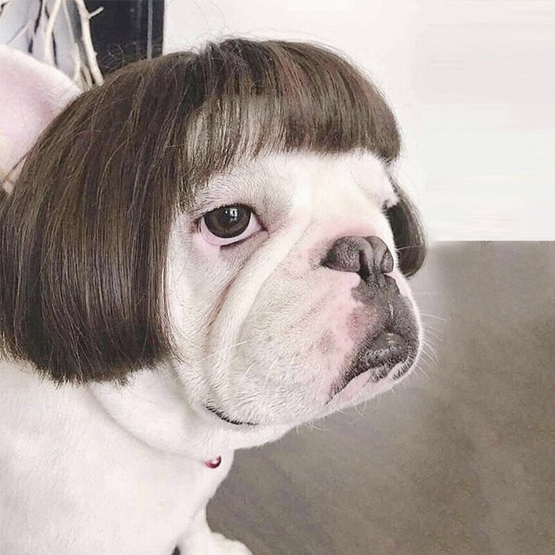Head Wigs Pet Costumes