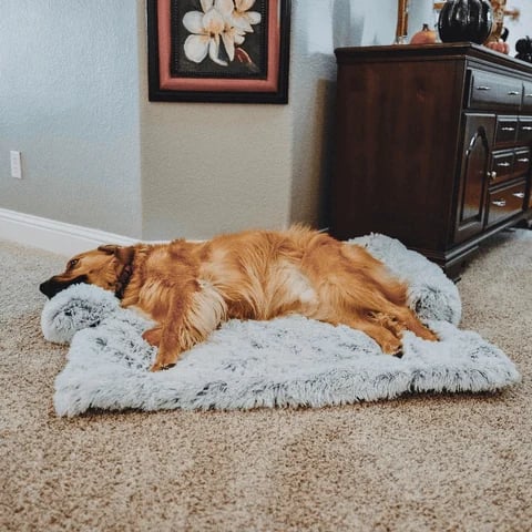 🔥Free shipping🔥Calming Furniture Protector (for pets!)