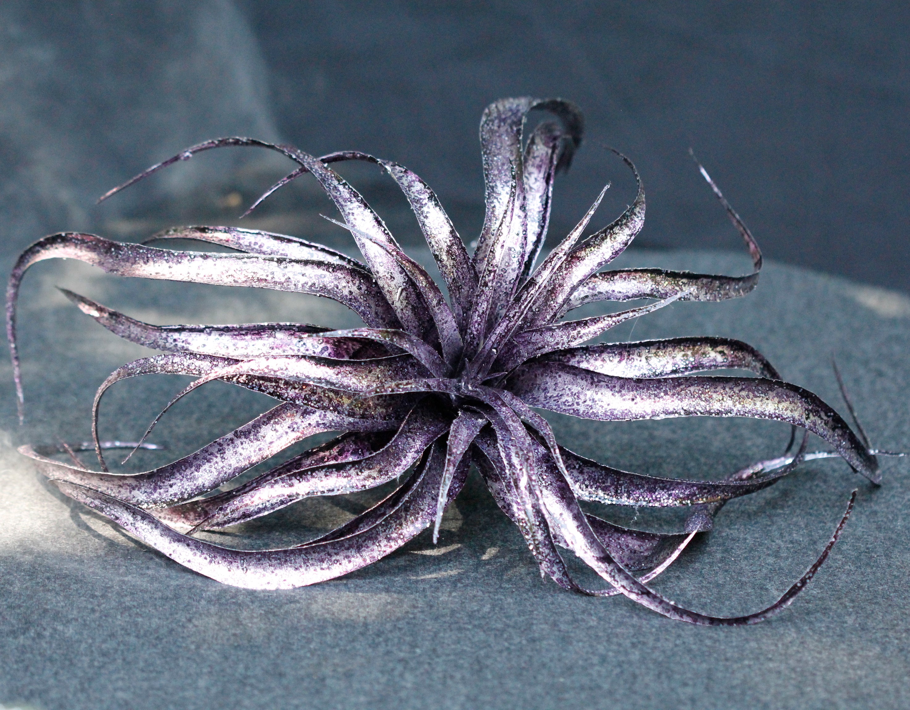 Wicked Witch Purple Tillandsia Stem